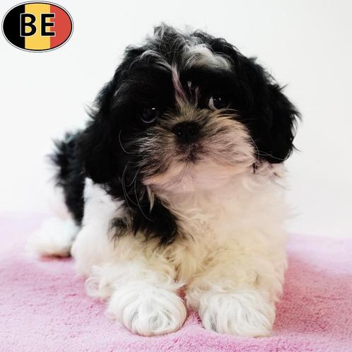 Shih Tzu pups – kleine hondjes met een groot hart (Belgisch), Dieren en Toebehoren, Honden | Chihuahua's en Gezelschapshonden