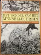 Het wonder van het menselijk brein / Robert Ornstein en, Boeken, Ophalen of Verzenden, Zo goed als nieuw