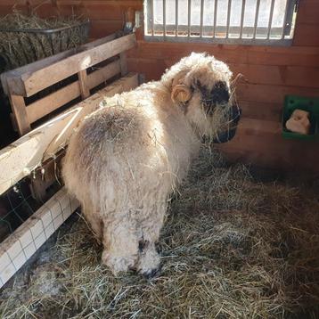 Walliser Schwarznase zwartneusschaap ram, Mâle, Mouton, 3 à 5 ans