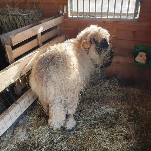 Walliser Schwarznase zwartneusschaap ram, Dieren en Toebehoren, Schapen, Geiten en Varkens, Schaap, Mannelijk, 3 tot 5 jaar