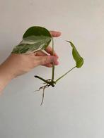 Monstera Deliciosa Albo Variegata #3, Ophalen of Verzenden