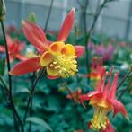 aquilegia tequila sunrise, Tuin en Terras, Planten | Tuinplanten, Ophalen