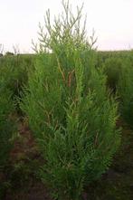Thuja Plicata Atrovirens ( Levensboom ), Ophalen, Conifeer, Haag