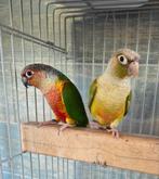 Jeune couple conure molinae eam, Dieren en Toebehoren, Vogels | Parkieten en Papegaaien