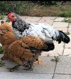 haantje gratis, Dieren en Toebehoren, Pluimvee, Mannelijk, Kip