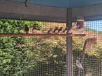 Zebravinken, Dieren en Toebehoren, Meerdere dieren, Tropenvogel