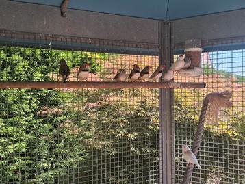 Zebravinken, Plusieurs animaux, Oiseau tropical