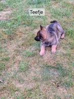 Duitse herder puppy, Dieren en Toebehoren, Honden | Herdershonden en Veedrijvers, België, CDV (hondenziekte), 8 tot 15 weken, Meerdere
