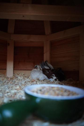 Te koop: Paar Pauwstaart Duiven beschikbaar voor biedingen