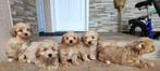 Maltipoo pups te koop, Dieren en Toebehoren, CDV (hondenziekte), Meerdere, Meerdere dieren, Buitenland