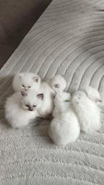 Britse korthaar kittens, Dieren en Toebehoren, Katten en Kittens | Raskatten | Korthaar, Meerdere dieren, Gechipt, 0 tot 2 jaar