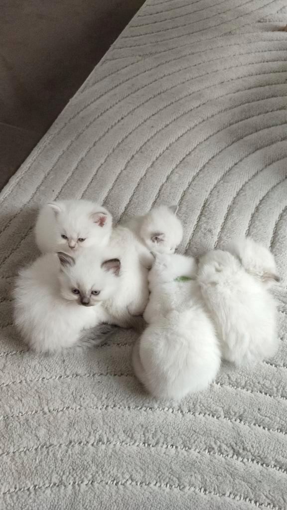 Britse korthaar kittens, Dieren en Toebehoren, Katten en Kittens | Raskatten | Korthaar, Meerdere dieren, 0 tot 2 jaar, Gechipt