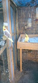 Valkparkien koppel, Plusieurs animaux, Perruche, Bagué