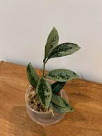 Hoya Carnosa Silver Moon, Huis en Inrichting, Ophalen of Verzenden