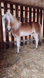 2 jarige Haflinger merrie, Jument