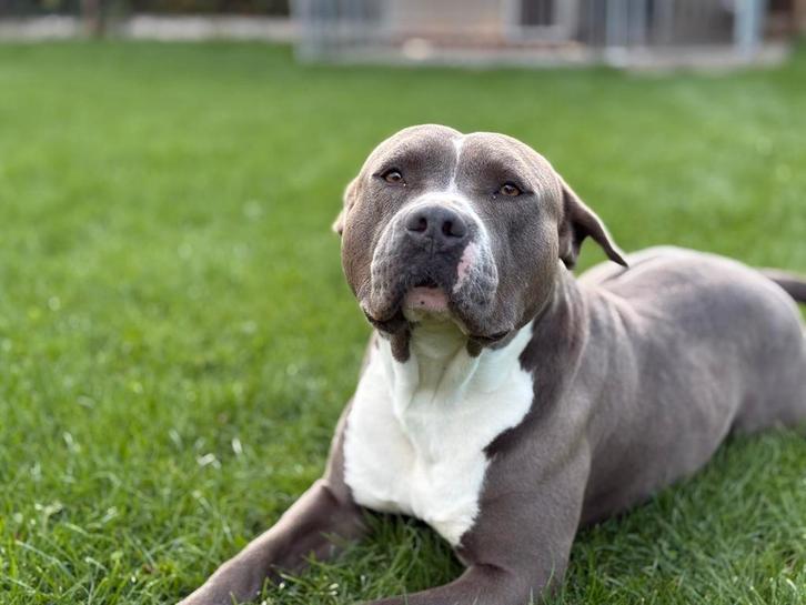 Amerikaanse stafford, Dieren en Toebehoren, Honden | Dekreuen, Reu, Particulier, Eén hond, België, 3 tot 5 jaar, CDV (hondenziekte)