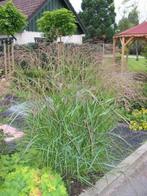 Panicum squaw siergras, Tuin en Terras, Ophalen of Verzenden