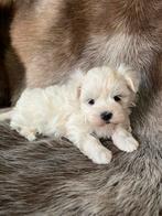 Maltezer pups, CDV (hondenziekte), Meerdere, Maltezer, 8 tot 15 weken