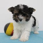 Biewer Yorkshire - puppy's te koop (Belgisch), Dieren en Toebehoren, Honden | Jack Russells en Terriërs, Yorkshire Terriër, België