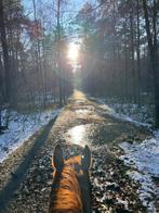 Training voor jou paard(en), Dieren en Toebehoren, Paarden, Onbeleerd