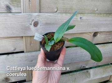 Geurende Orchidee * Cattleya lueddemanniana v.coerulea