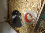 Mimilop rammeke vijf maanden 25 euro, Dieren en Toebehoren, Konijnen