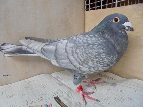 koppel kleurpostduiven rubella spread x dunkleurig opaal, Dieren en Toebehoren, Vogels | Duiven