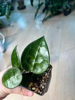 Hoya Black Margin Splash, Huis en Inrichting, Ophalen of Verzenden