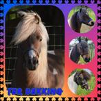 4 minipaarden ter dekking., Hengst