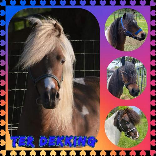 4 minipaarden ter dekking., Dieren en Toebehoren, Paarden en Pony's | Dekhengsten en Fokmerries, Hengst