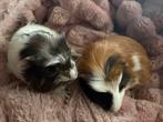 2 cavia's + kooi en toebehoren, Dieren en Toebehoren, Knaagdieren, Cavia, Juni, Mannelijk, Tam