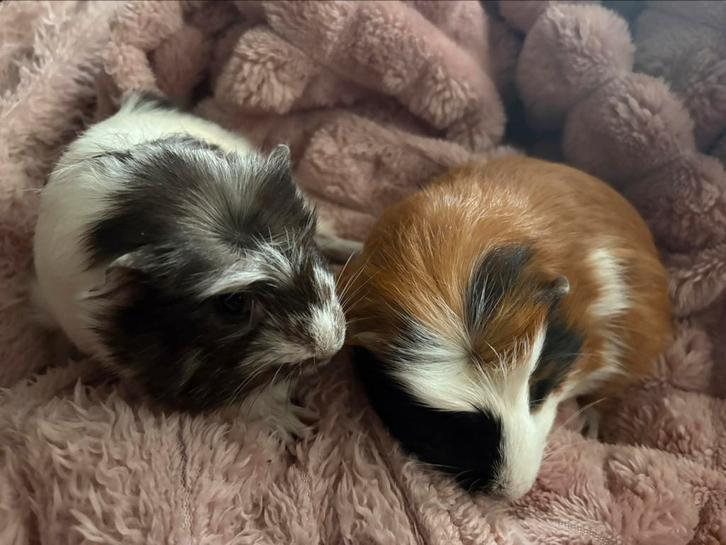 2 cavia's + kooi en toebehoren, Dieren en Toebehoren, Knaagdieren, Mannelijk, Cavia, Juni, Tam