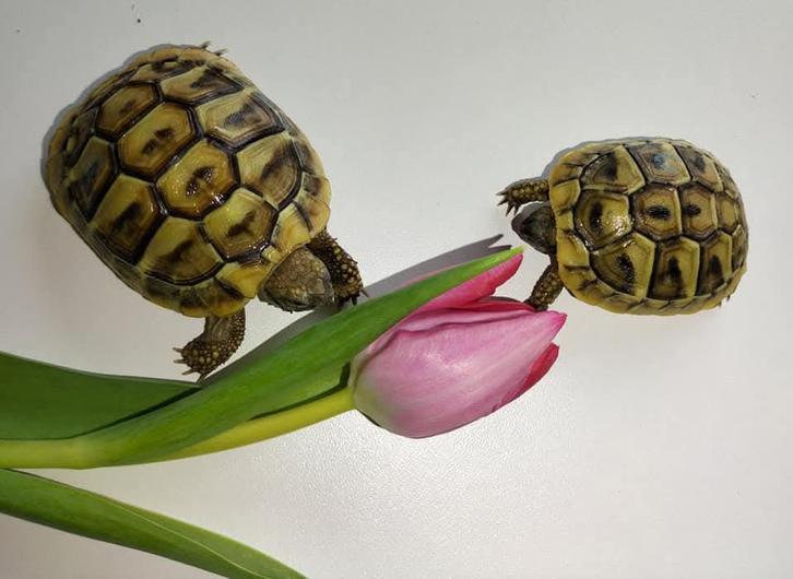 Tortue hermann boettgeri avec puce et papier, Dieren en Toebehoren, Overige Dieren, Meerdere dieren, Augustus