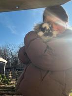 Jonge konijntjes te koop, 100% hangoor, Dieren en Toebehoren, Konijnen, Vrouwelijk, Klein, Hangoor, 0 tot 2 jaar