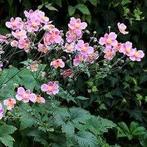 Anemone Splendens, Jardin & Terrasse, Plantes | Jardin, Enlèvement, Mi-ombre