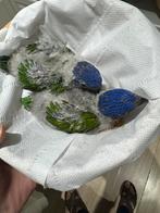 Blue Mountain Lorikeet baby, Dieren en Toebehoren, Vogels | Parkieten en Papegaaien