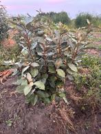 Olijfwilg Elaeagnus Ebbinge, Ophalen, 100 tot 250 cm