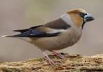 GEZOCHT:  europese appelvink, Dieren en Toebehoren, Vogels | Overige Vogels, Geringd