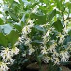 sarococa hooceriana humulis vleesbes in antraciet  sierpot, Tuin en Terras, Ophalen