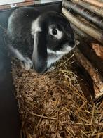 Nederlandse hangoor, Dieren en Toebehoren