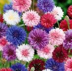 Bleuet - Centaurea Cyanus, Jardin & Terrasse, Plantes | Jardin, Annuelle, Plein soleil, Enlèvement ou Envoi, Été