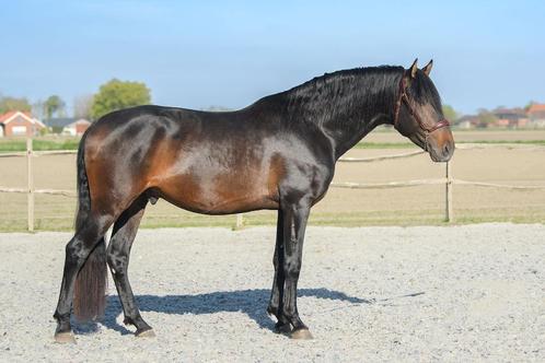 PRE ter dekking -Bien de Scuderia- zoon van Poeta de Susaeta, Dieren en Toebehoren, Paarden en Pony's | Dekhengsten en Fokmerries