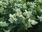 Ligustrum ovalifolium - grootbladige liguster, Tuin en Terras, Ophalen, Liguster
