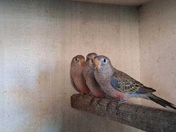 Bourke parkiet jongen 25 beschikbaar voor biedingen