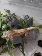 Wimpergekko LW, Dieren en Toebehoren