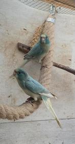 Kakariki poppen, Vrouwelijk, Parkiet, Geringd