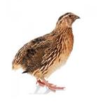 Jumbo kwartel haantjes, Mâle