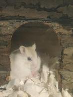 Dwerg hamster, Dieren en Toebehoren, Knaagdieren, Hamster, Juni, Vrouwelijk, Tam