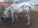 Appaloosajaarling te koop, Dieren en Toebehoren, Paarden, Hengst, Gechipt