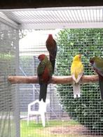 Grote parkieten, Dieren en Toebehoren, Vogels | Parkieten en Papegaaien, Meerdere dieren, Parkiet, Geringd